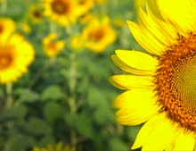 October 2017 Newsletter